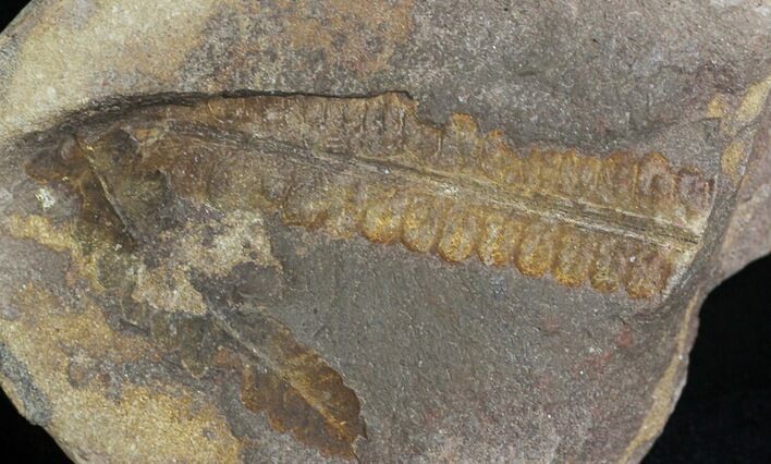 Fossil Fern In Nodule - Mazon Creek #28929